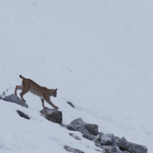 Le temps des animaux | 25 octobre 16:00 - Salle 1